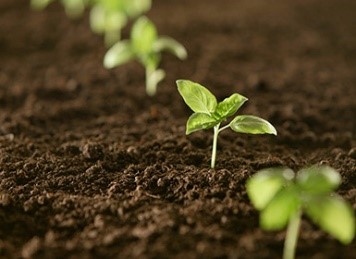 Syngenta receives EPA registration for new premix: Clariva<sup>®</sup> Elite Beans seed treatment