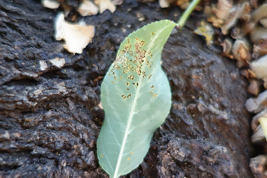 TAlmond Leaf Rust