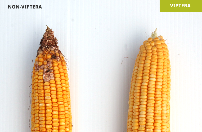 Corn earworm damage in Palmyra, MO in 2022. Hybrid without Viptera (left) vs. hybrid with Viptera (right)